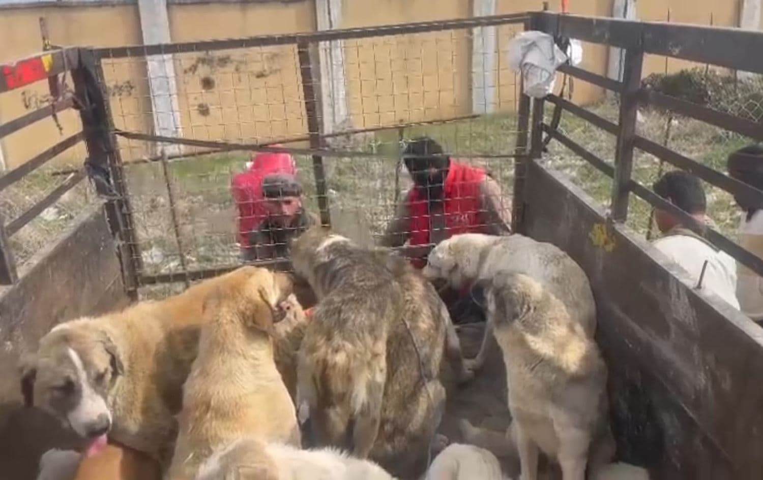 هەڵمەتی کۆکردنەوەی سەگی بێلانە لە بەردەڕەش