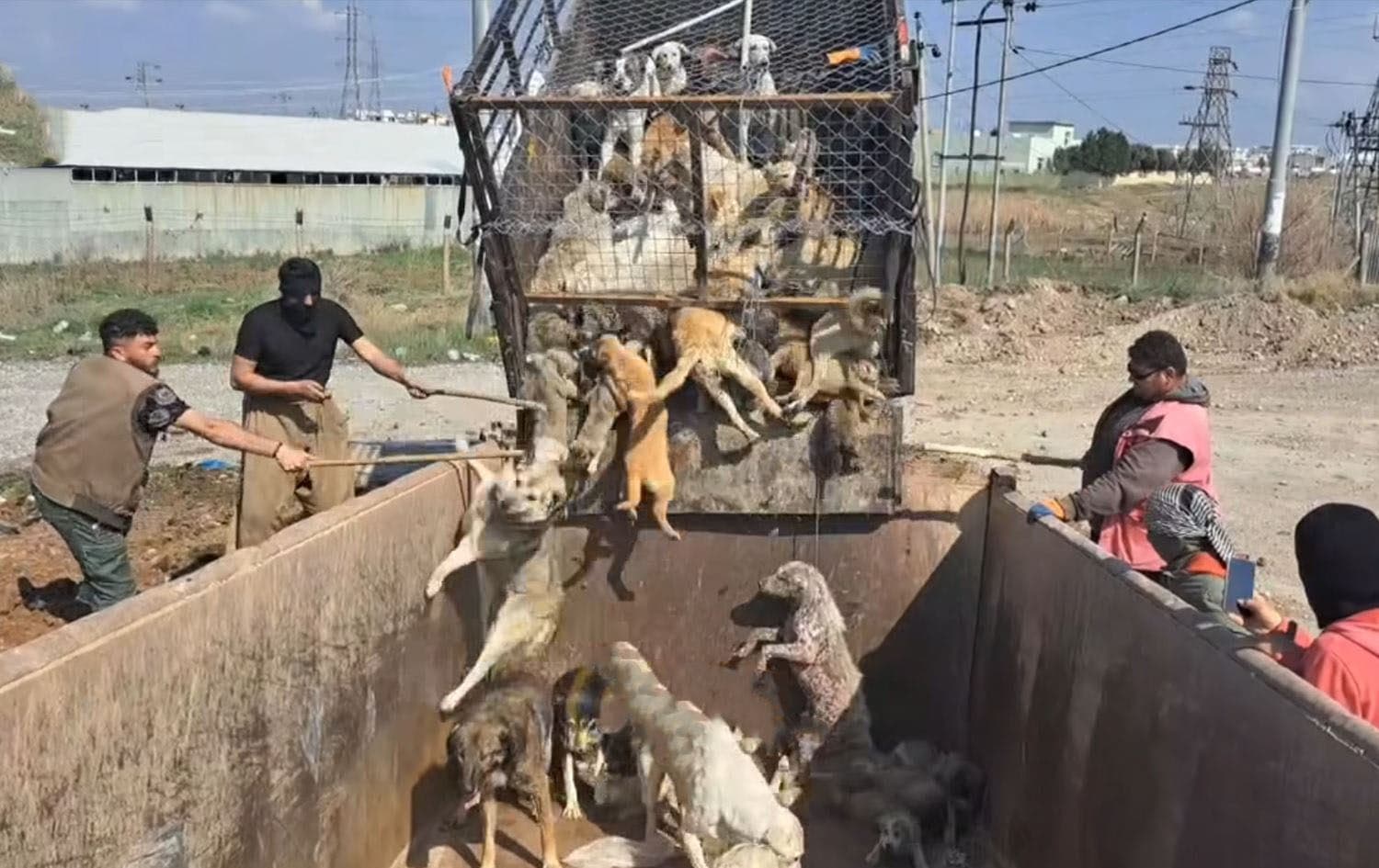 Screengrab from a video showing stray dogs being abused while being unloaded from a truck in Erbil on March 11, 2025. Photo: Social media