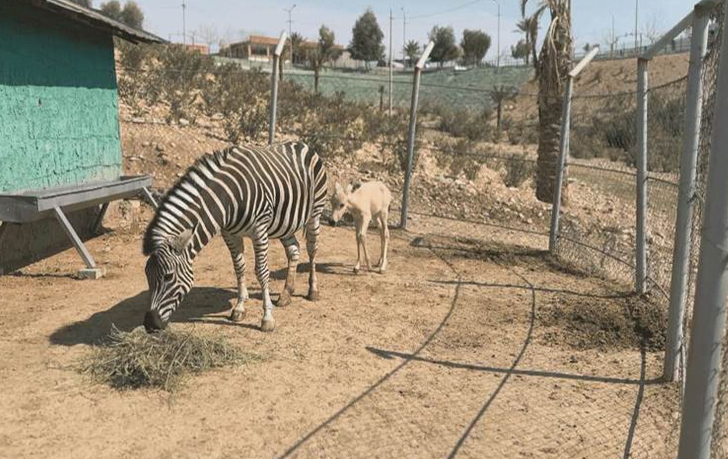 Erbil’de nadir melez bir hayvan doğdu: Dünyada sadece 100 tane var                      
