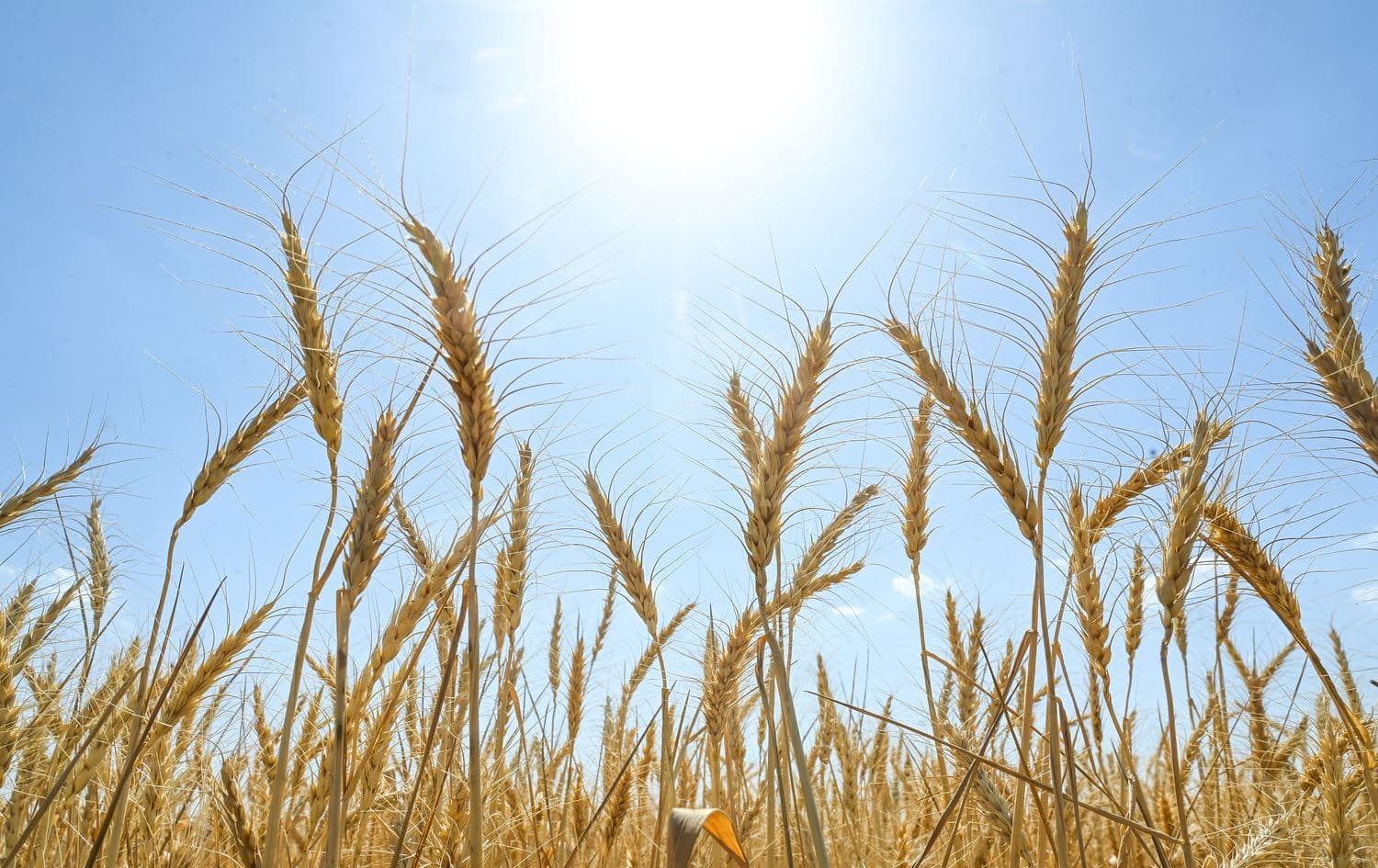 وەرزی دروێنەی گەنم لە دەشتی زرارەتی پارێزگای هەولێر. وێنە: بڵند تاهیر- رووداو