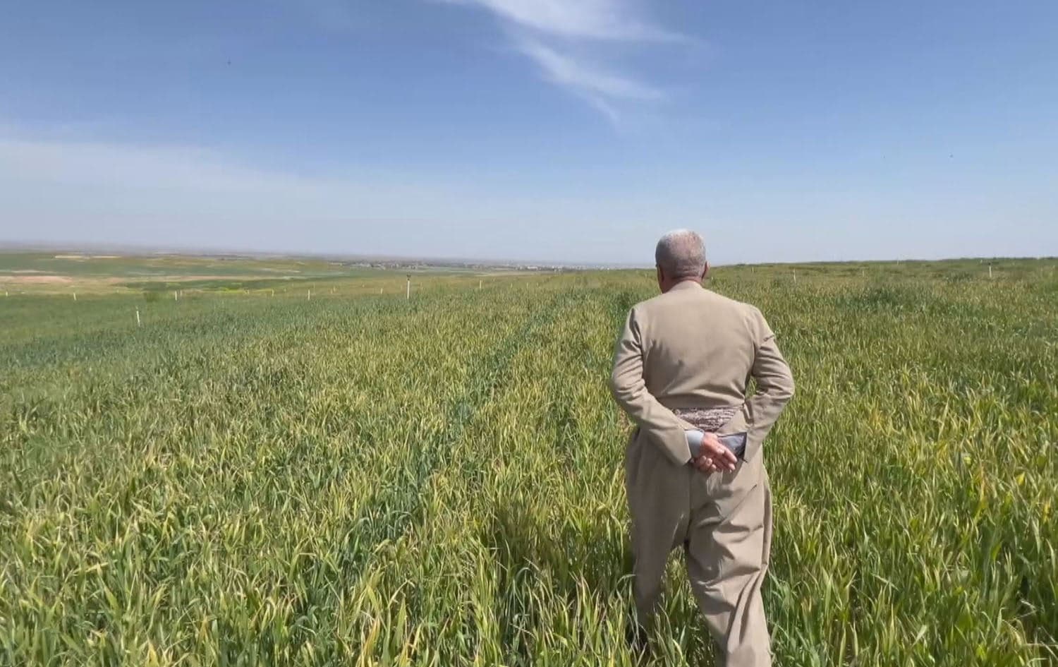 Mahmoud Abdullah, a farmer, walks in his wheat field in Garmiyan administration, Sulaimani province on April 2, 2025. Photo: Rudaw