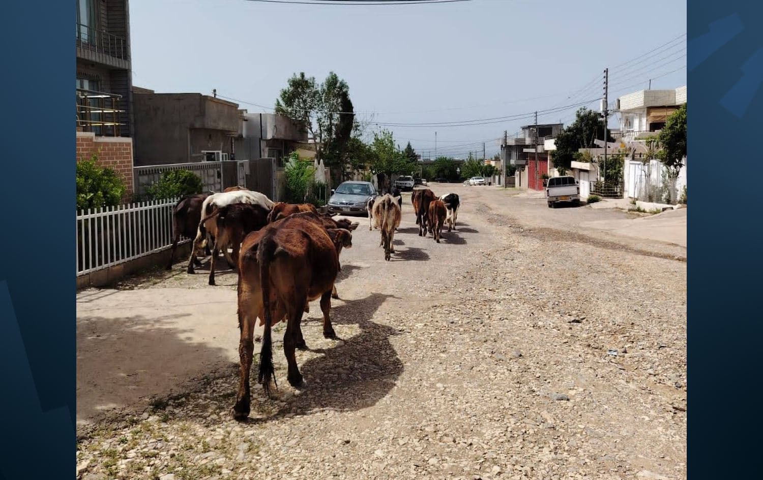  شارەوانیی هەڵەبجە دەستیکردووە بە قەدەخەکردنی ئاژەڵ لەنێو شارەکەدا.