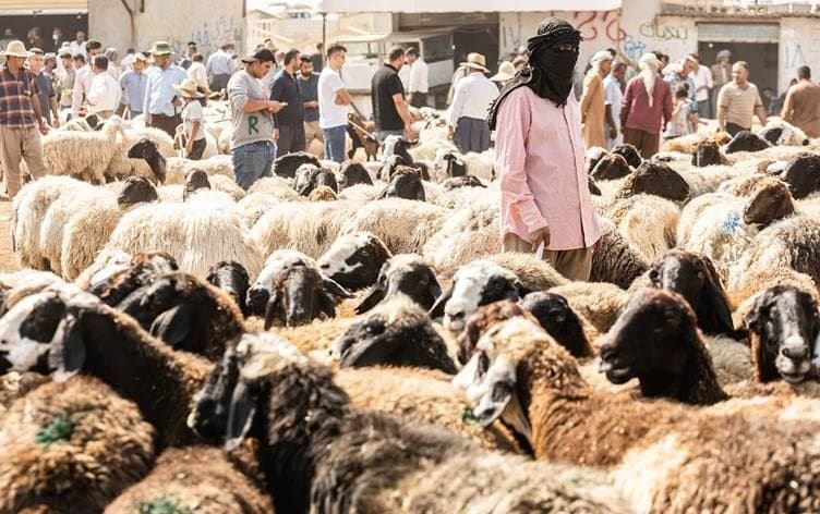 تای خوێنبەربوون لە ئاژەڵەوە بۆ مرۆڤ دەگوازرێتەوە. وێنە: بڵند تاهیر - رووداو