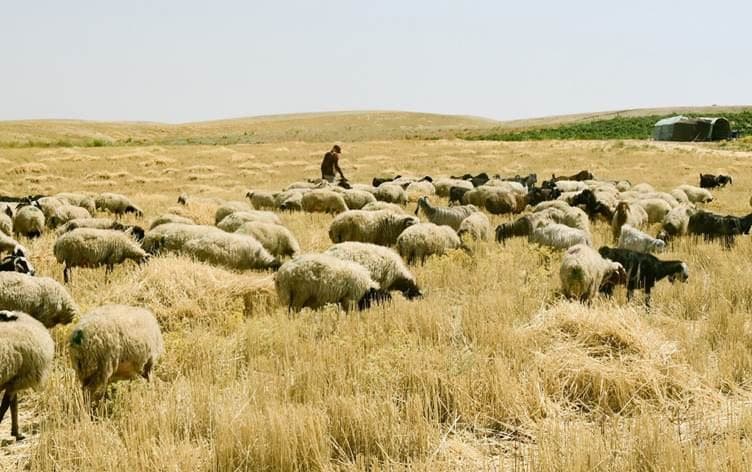 شوانێک لە دەشتی هەولێر مەڕەکانی دەلەوەڕێنێت. 