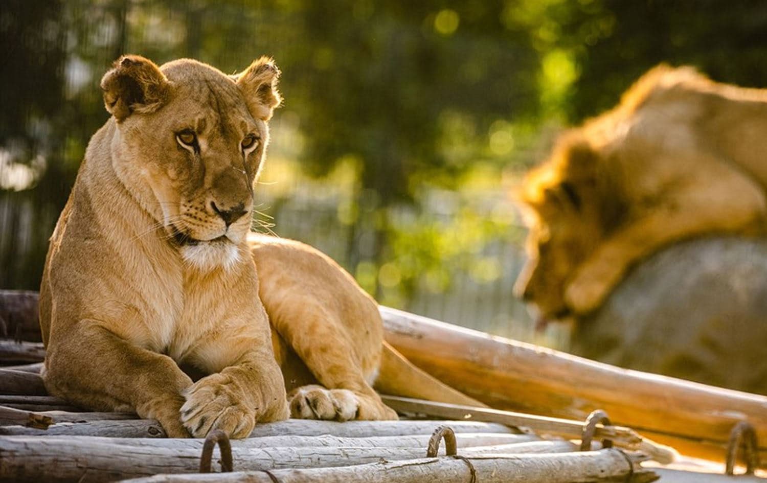 Undated picture of lions at Erbil Zoo. Photo: Bilind T. Abdullah/Rudaw