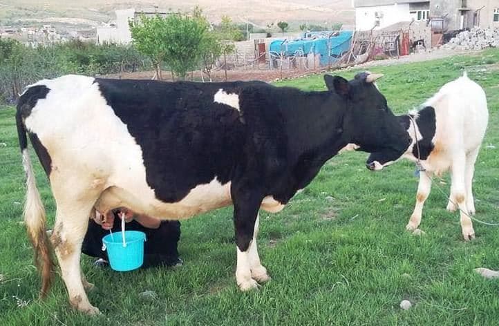 وێنەی مانگایەکی گۆلک(گوێرەکە)کەی 