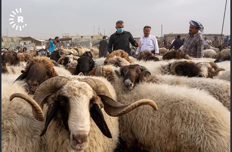 چەند سەر ئاژەڵێک لە یەکێک لە مەیدانەکانی فرۆشتنی ئاژەڵ لە هەرێمی کوردستان