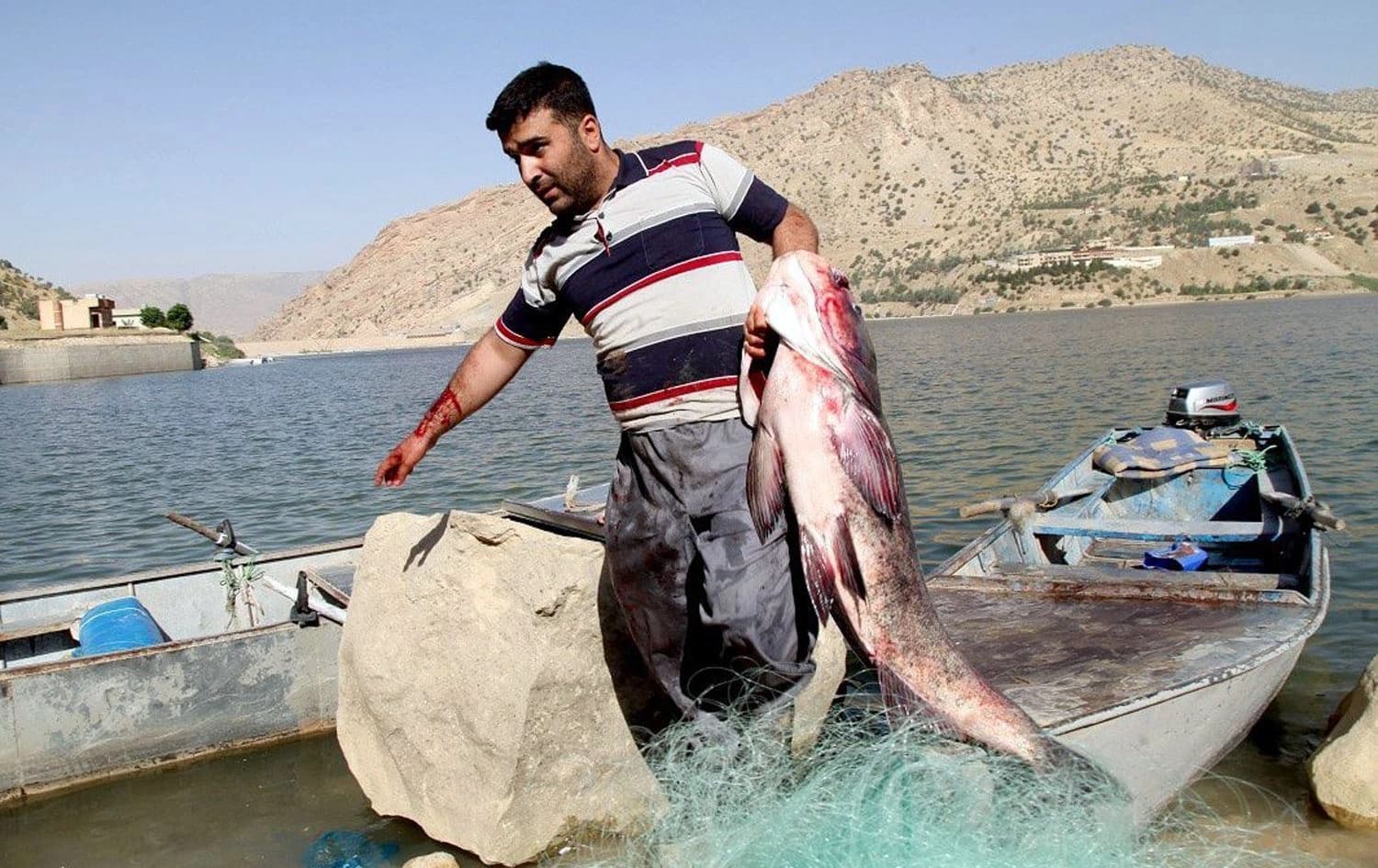 راوچییەکی ماسی. 