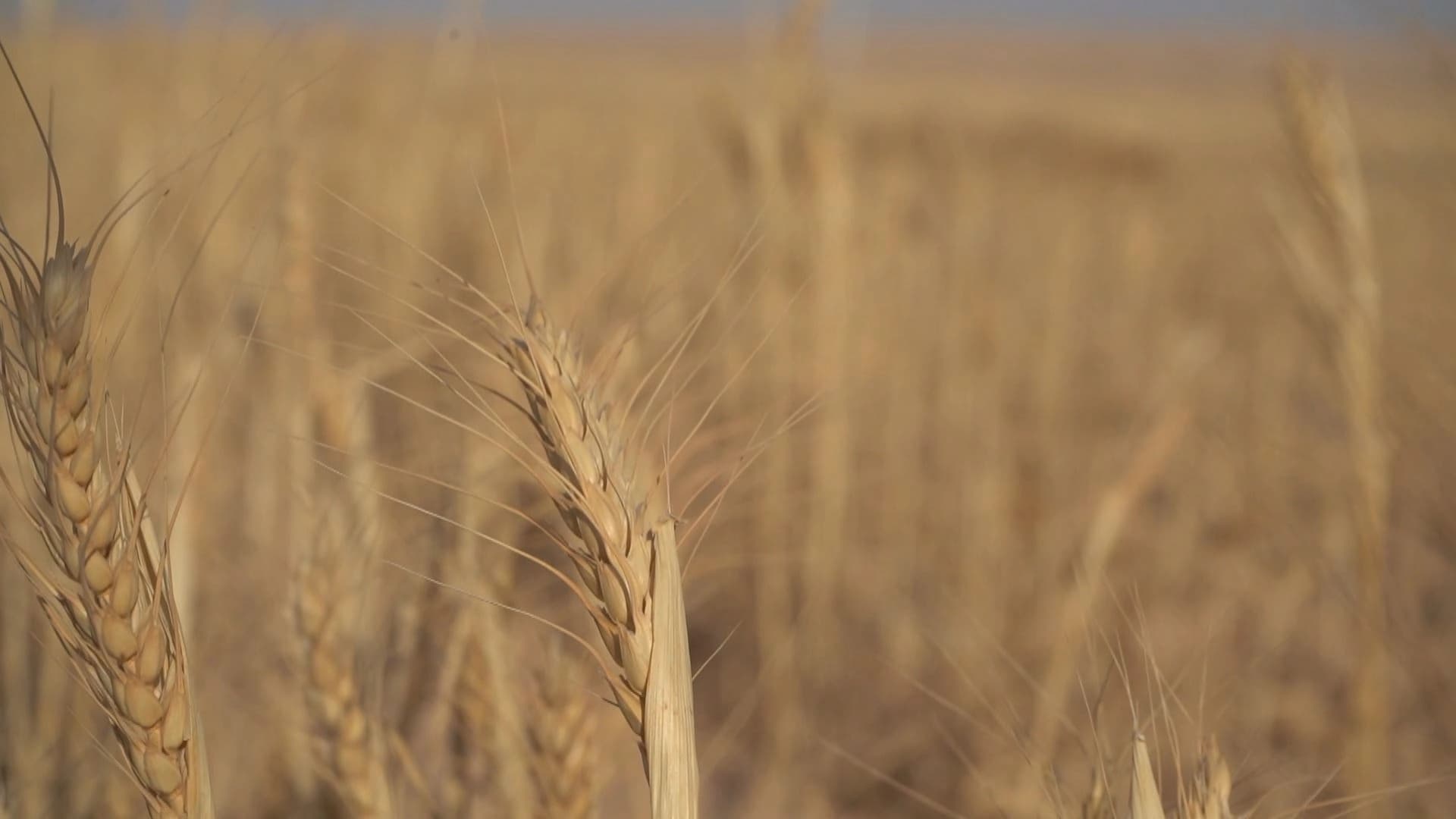 Dramatic drop in wheat production disappoints Mosul farmers