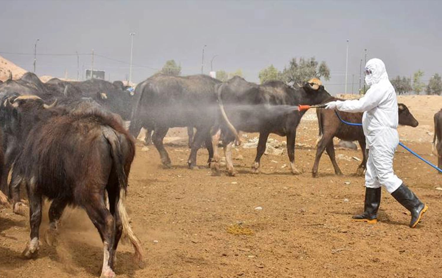 A member of a veterinary team sprays a farm's cattle and enclosures with disinfectant in Iraq's northern city of Kirkuk, on May 7, 2022. Photo: Shwan Nawzad/Rudaw