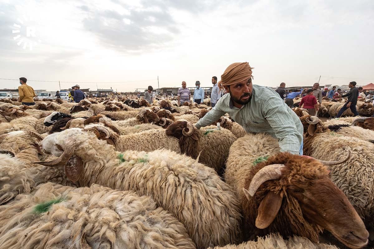 گۆڕەپانێکی فرۆشتنی ئاژەڵان لە سنووری هەولێر. وێنە: بڵند تاهیر - رووداو