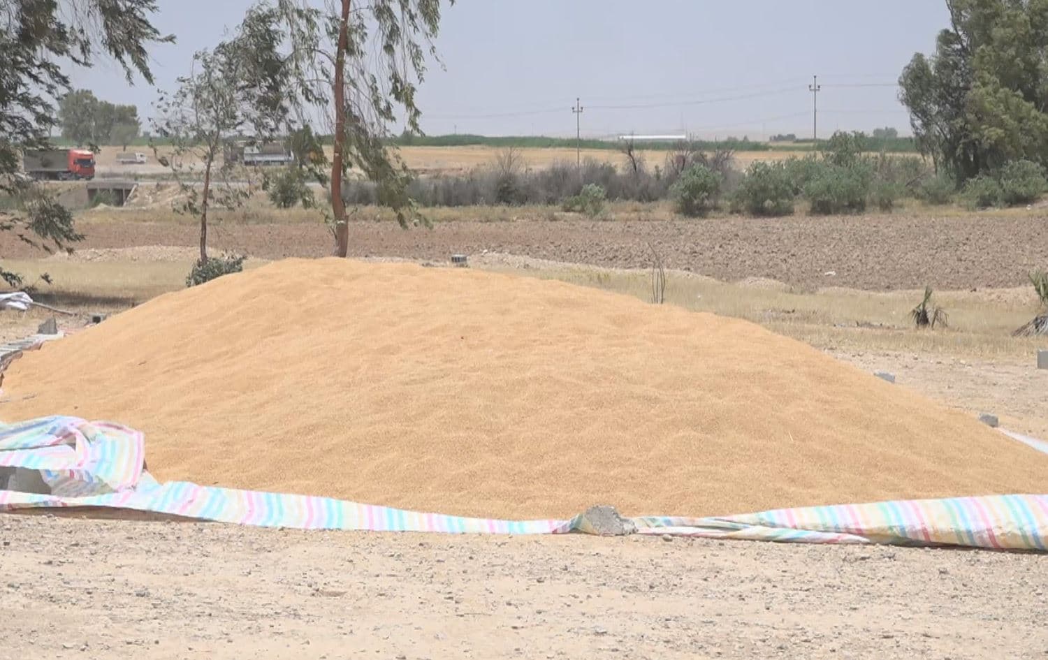 Wheat harvested by Kurdish farmers in Diyala's Khanaqin district on June 6, 2025. Photo: Rudaw