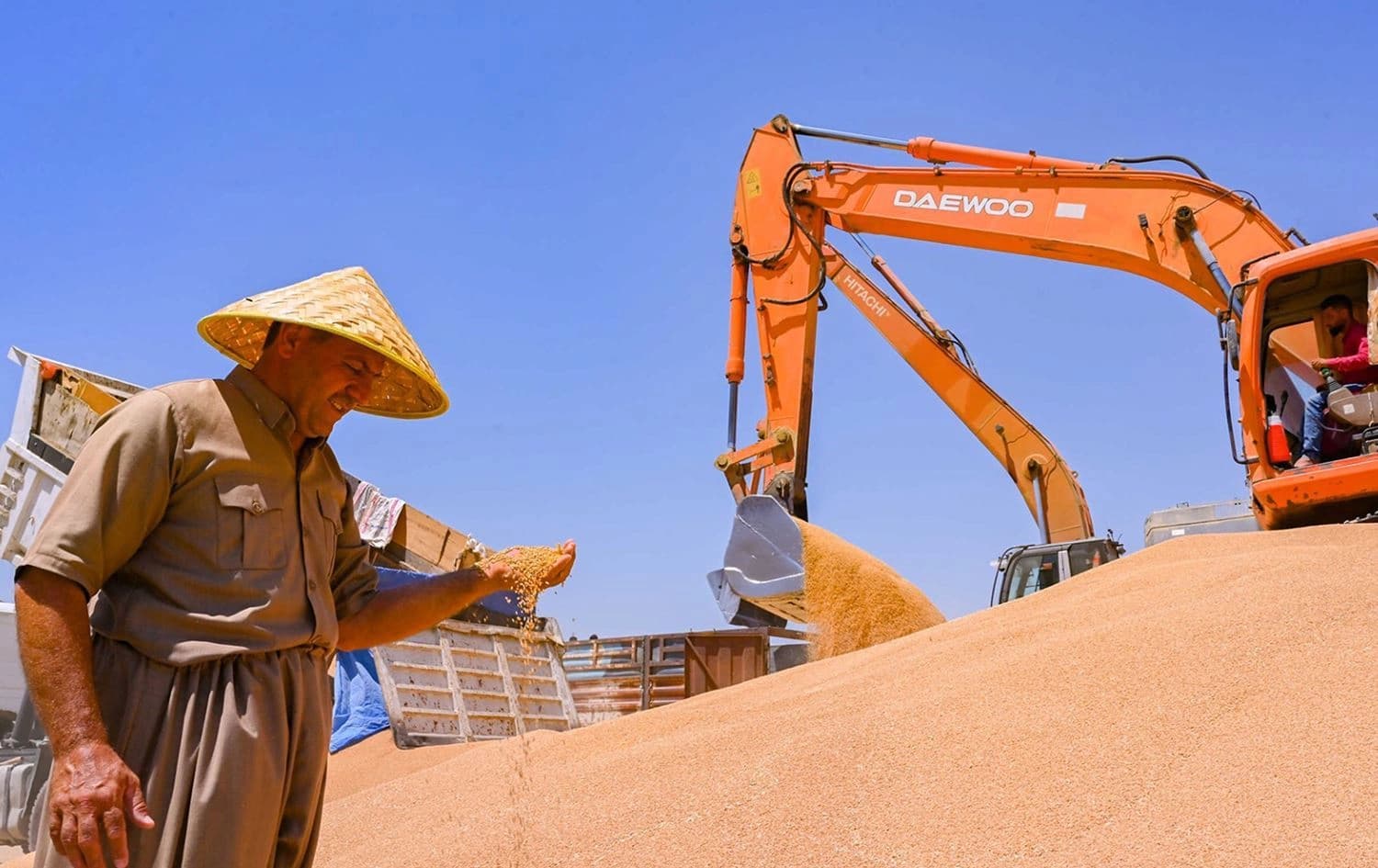 A farmer inspecting his wheat in Kurdistan Region. Photo: file/Rudaw 