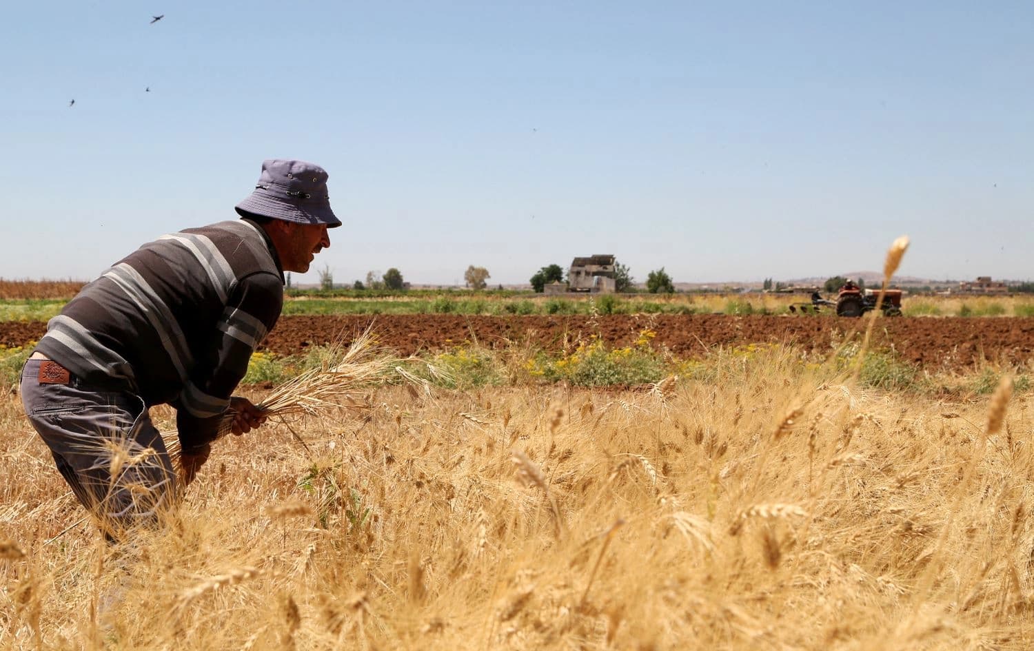 جووتیارێک لە ناوچەیەکی دیمەشق گەنم دەدورێتەوە. وێنە: Reuters/2021