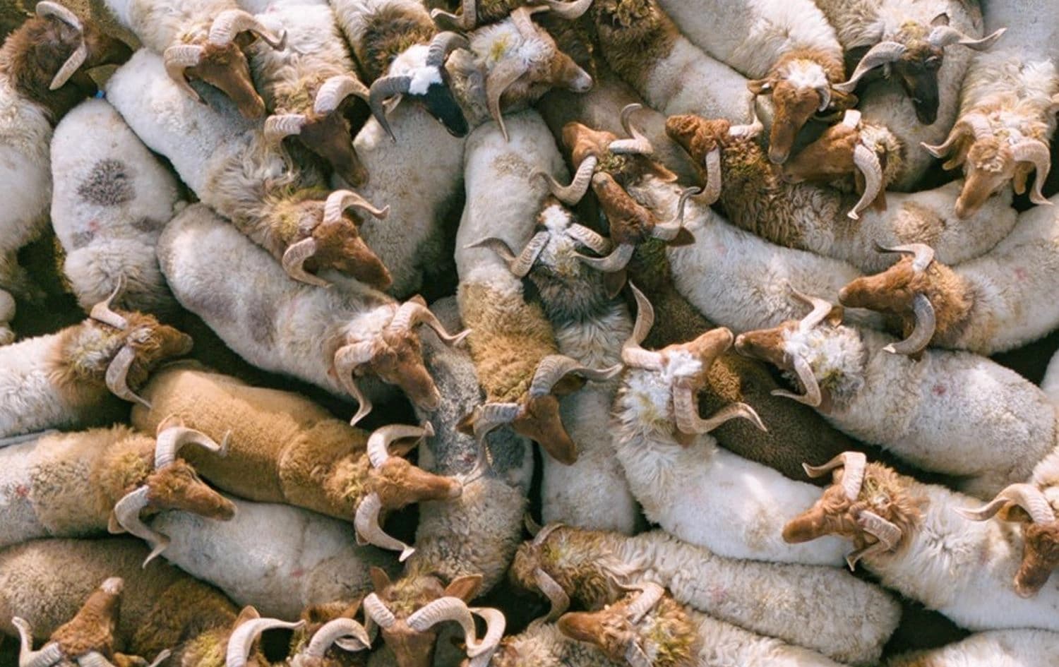 kurdistan Region's Erbil livestock market. File photo: Bilind T. Abdullah/ Rudaw