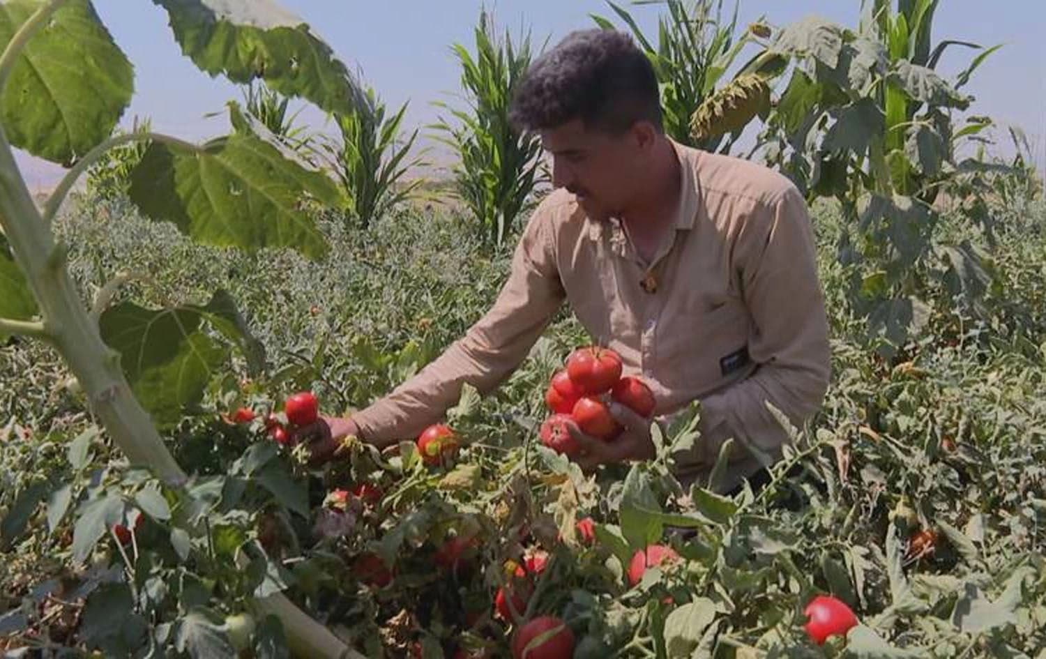 A tomato farmer in Halabja province. Photo: Screengrab/Rudaw