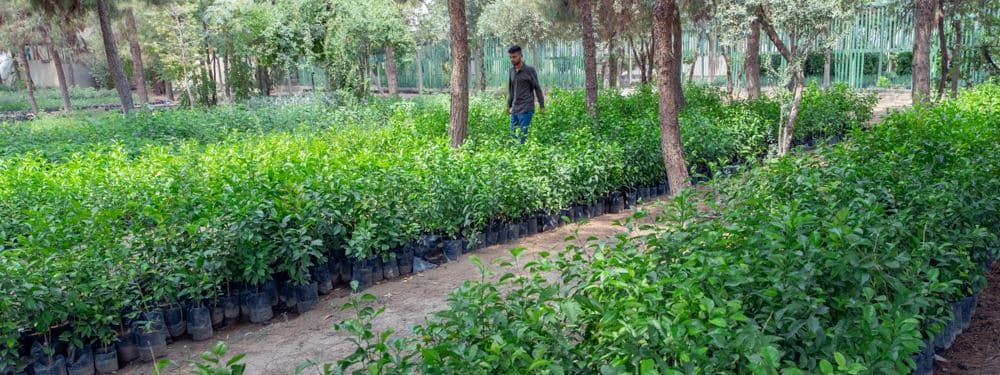 دیمەنێکی نەمامگەی هەولێر؛ وێنە: بڵند تاهیر - رووداو