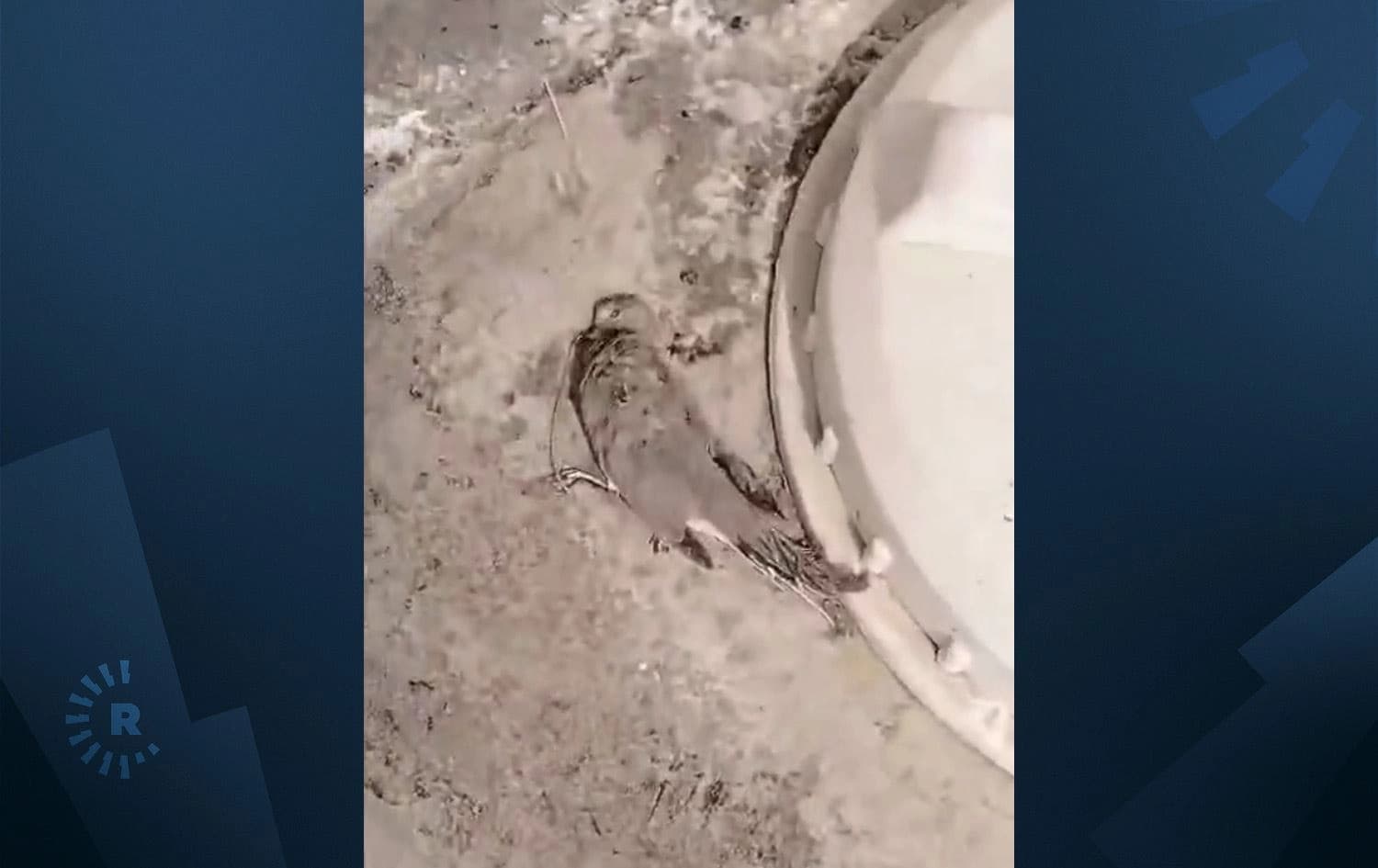 وێنەی باڵندەیەکی مرداربوو لە بەسرە. وێنە: لە ڤیدیۆی تۆڕە کۆمەڵایەتییەکان وەرگیراوە