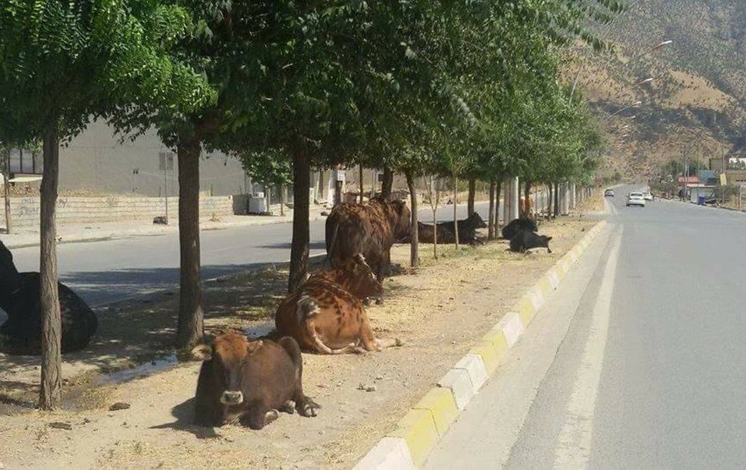 ژمارەیەک ئاژەڵ لەسەر شەقامێکی سۆران