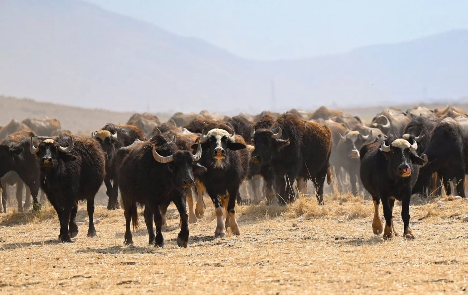 A herd of buffalo in Kurdistan Region. Photo: File/Bilind T. Abdullah/Rudaw 