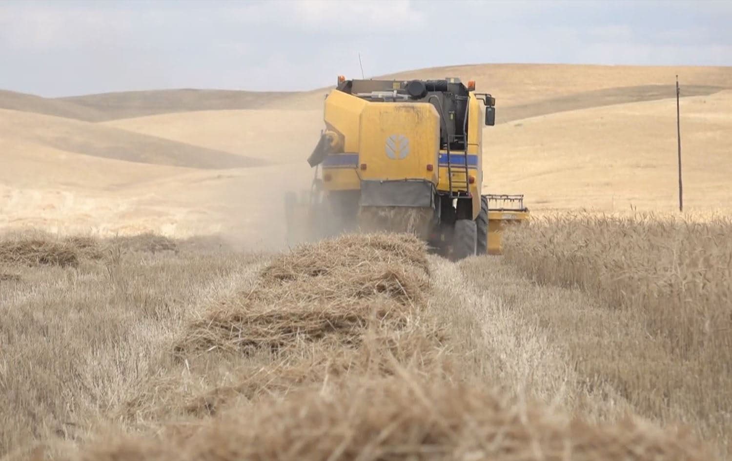 Kurdish farmers harvest their farmland in Kirkuk on May 16, 2024. Photo: Rudaw