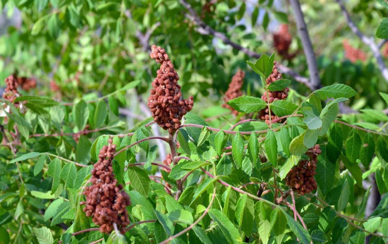 سماقی ئاکرێ