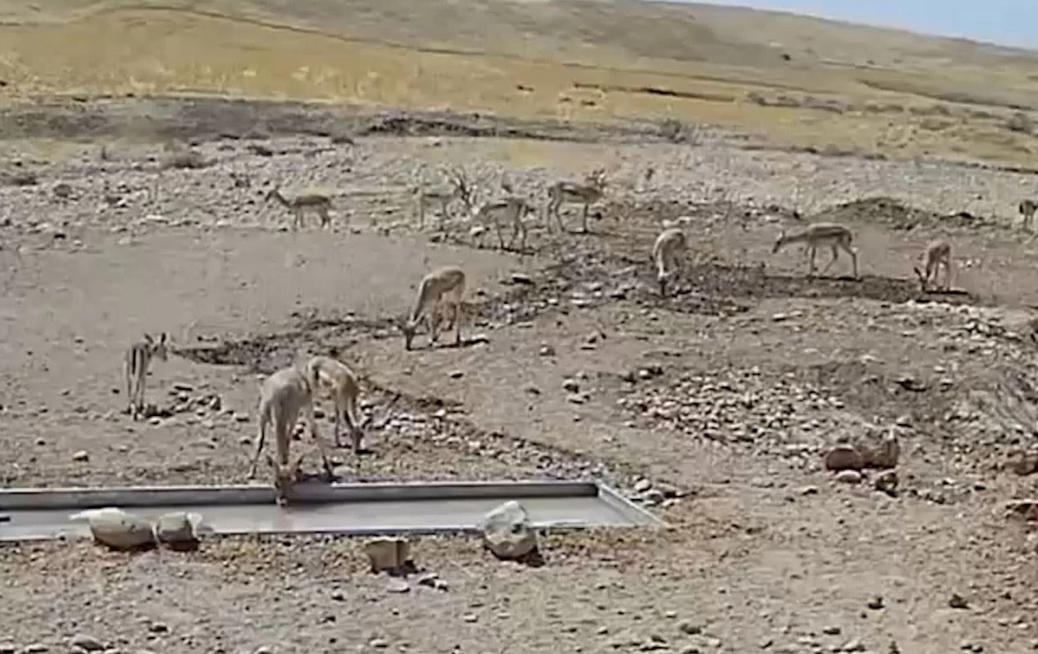 ژمارەیەک ئاسکی کێوی ئاو لە یەکێک لە بیرەکان دەخۆنەوە
