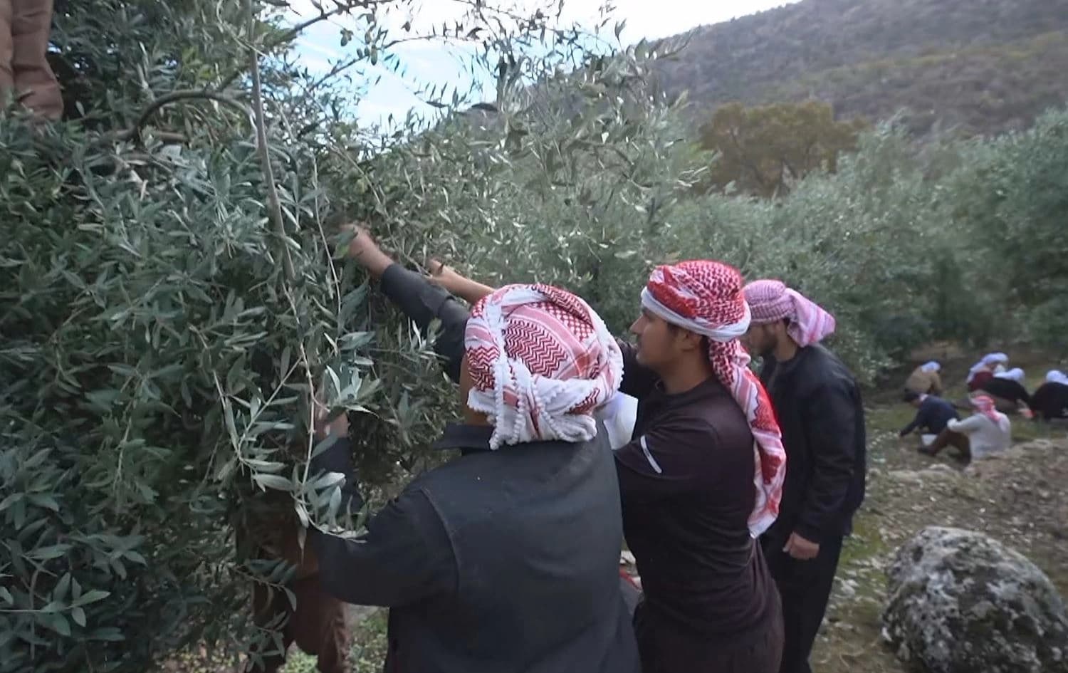 Zeytin hasadından bir kare. / Arşiv