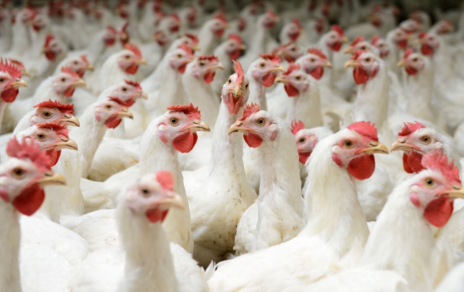 A chicken farm in the Kuridstan Region. Photo: Bilind T. Abdullah/Rudaw