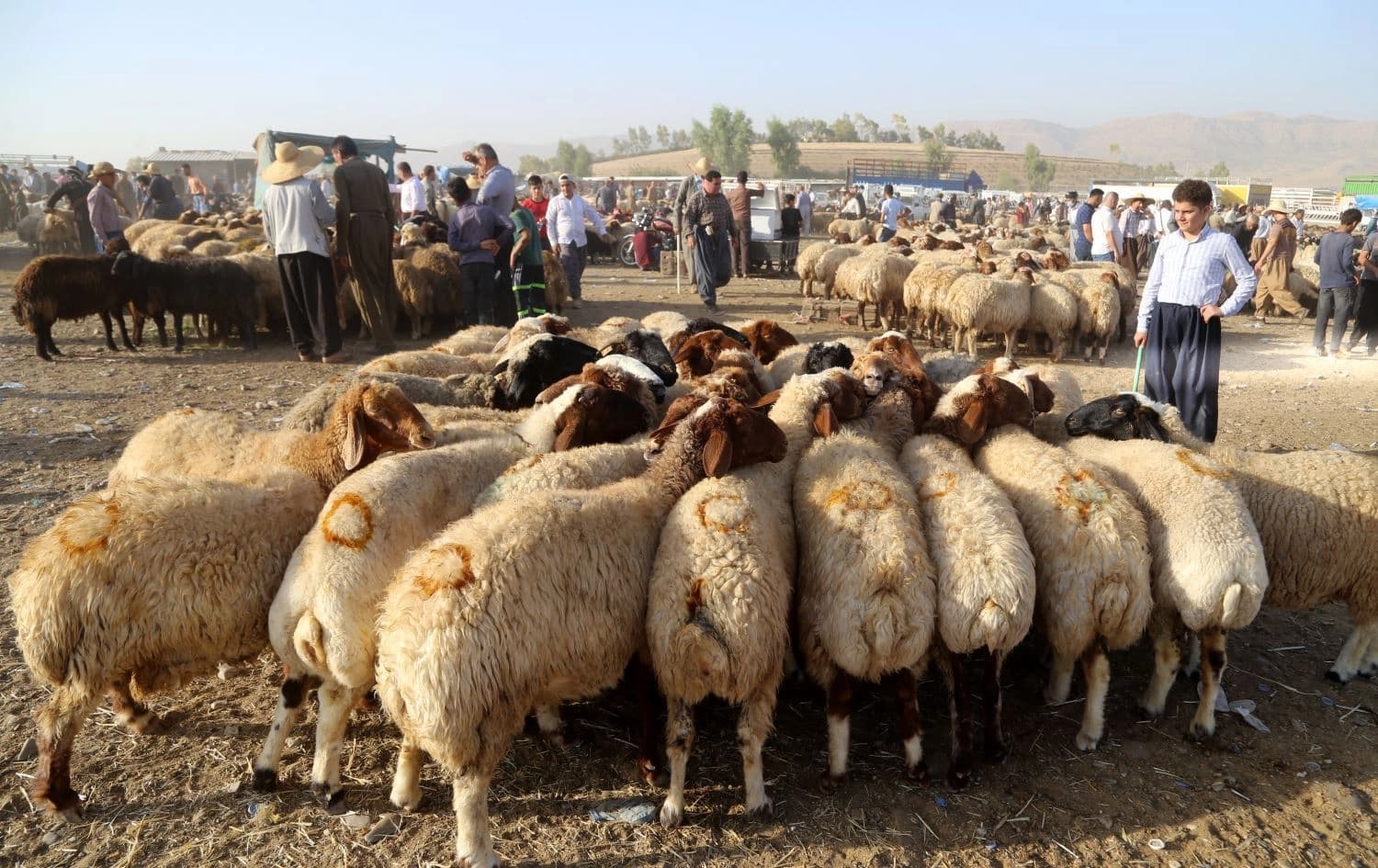مەیدانی ئاژەڵانی هەولێر. وێنە: بڵند تاهیر- رووداو