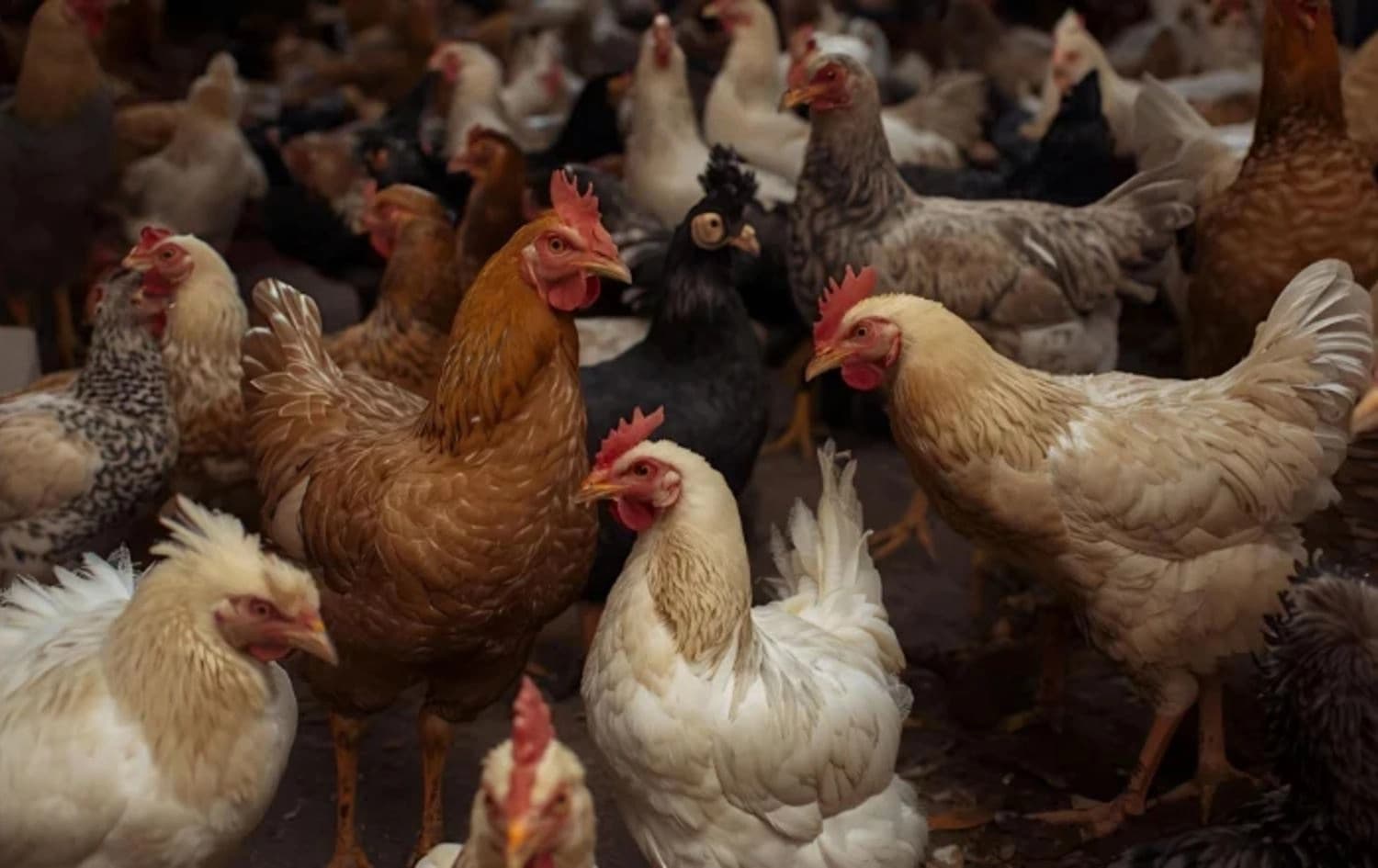سووریاییەکان داوای کەمکردنەوەی نرخی مریشک دەکەن