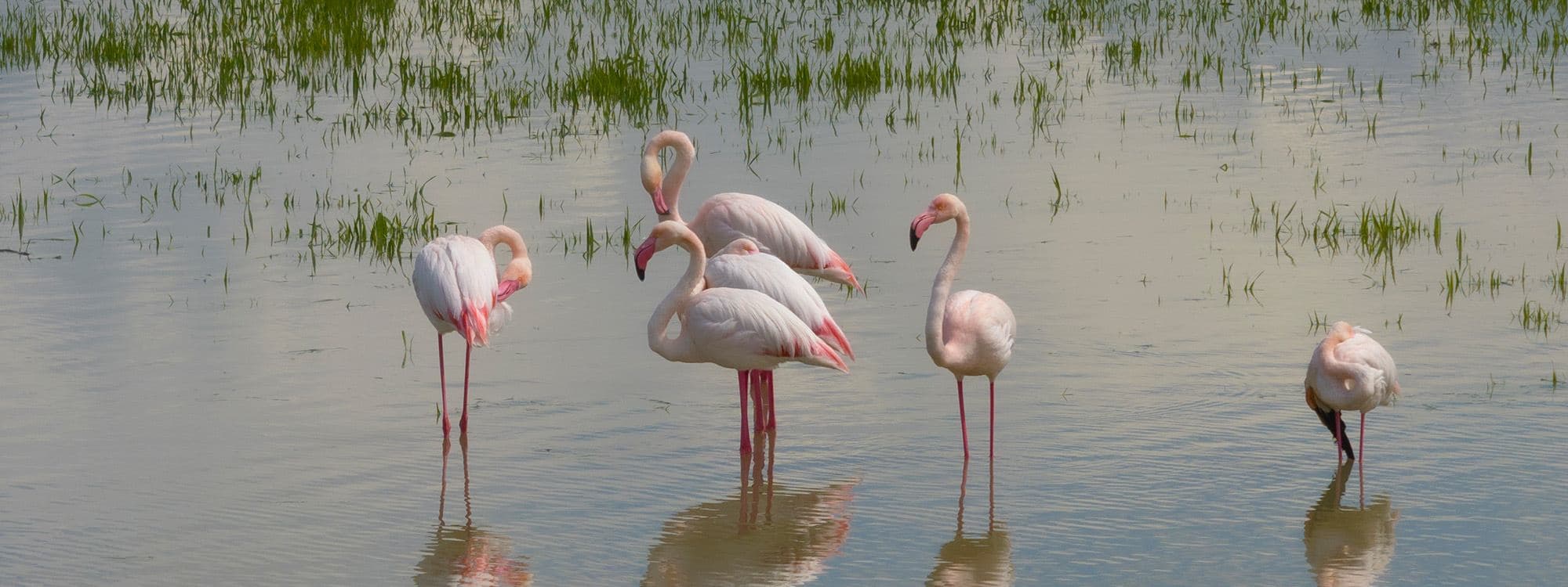FOTOĞRAFLARLA - Flamingolar Küçük Zap’ta baharın simgesi oldu 