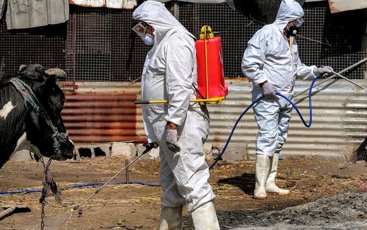 Medical team from Iraq's health ministry disinfecting animals. File Photo: AFP