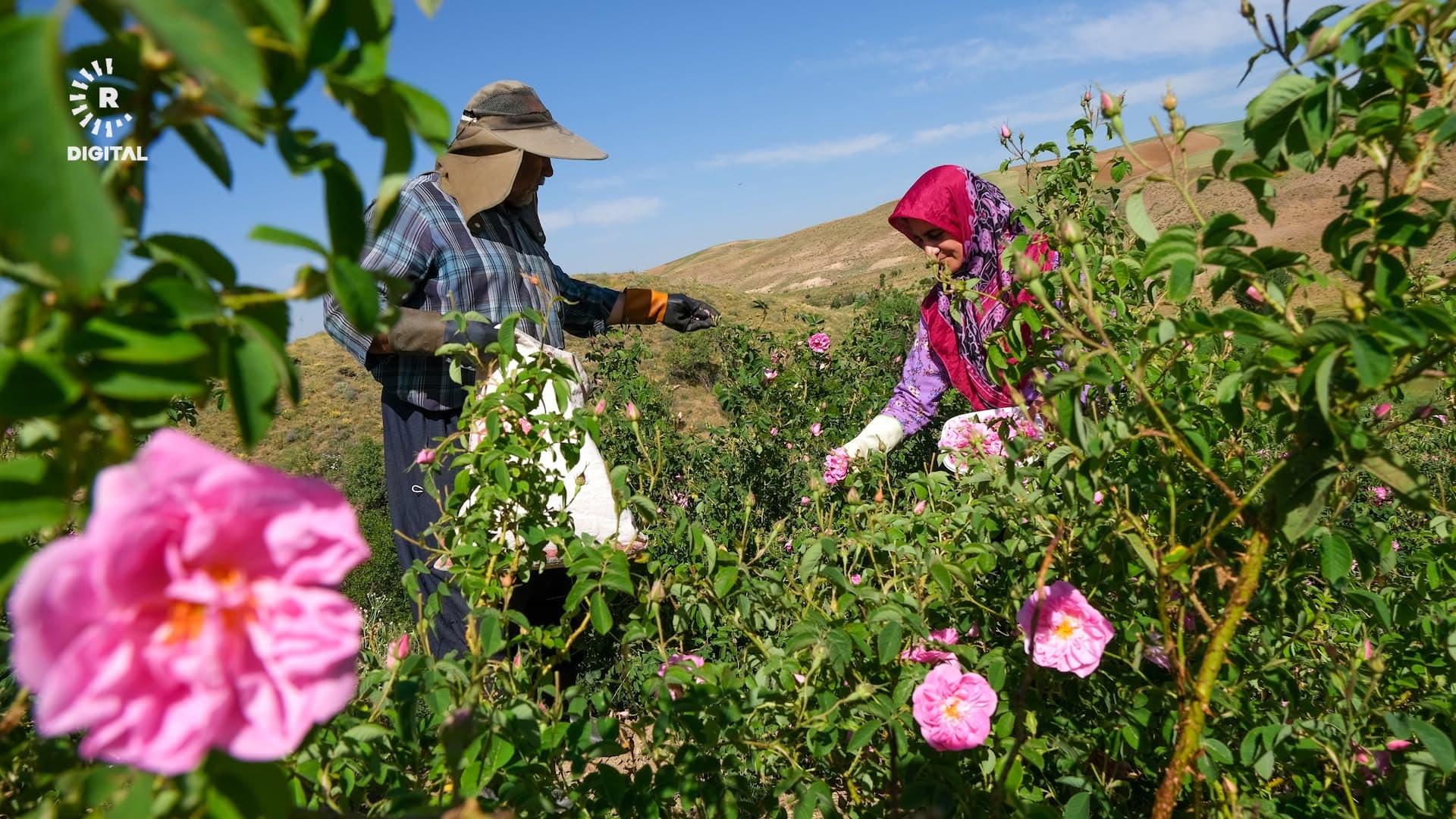 گوندی هەمرۆڵەی رۆژهەڵاتی کوردستان 150 ساڵە گوڵاو بەرهەمدەهێنن