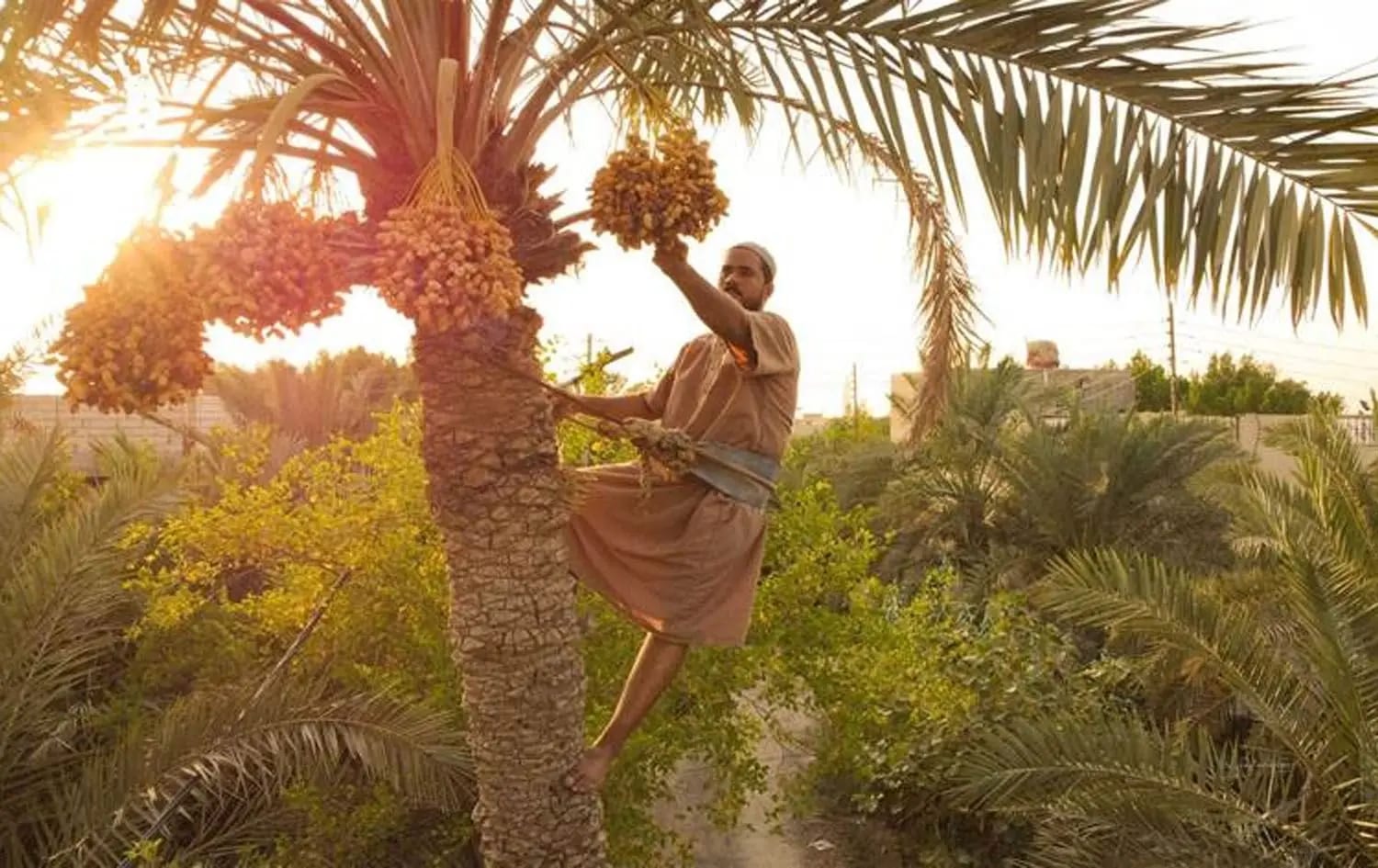 Iraq achieves date self-sufficiency, eyes return to historic 32 million palm trees