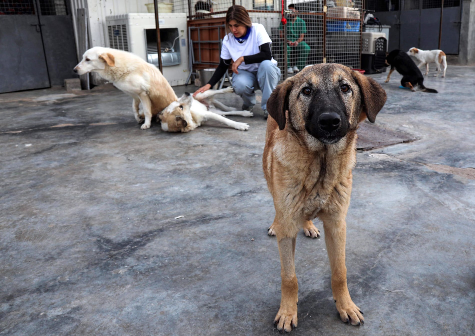 Kurdistan23-07-2026Erbil shelter collects nearly 5,000 stray dogs in seven months