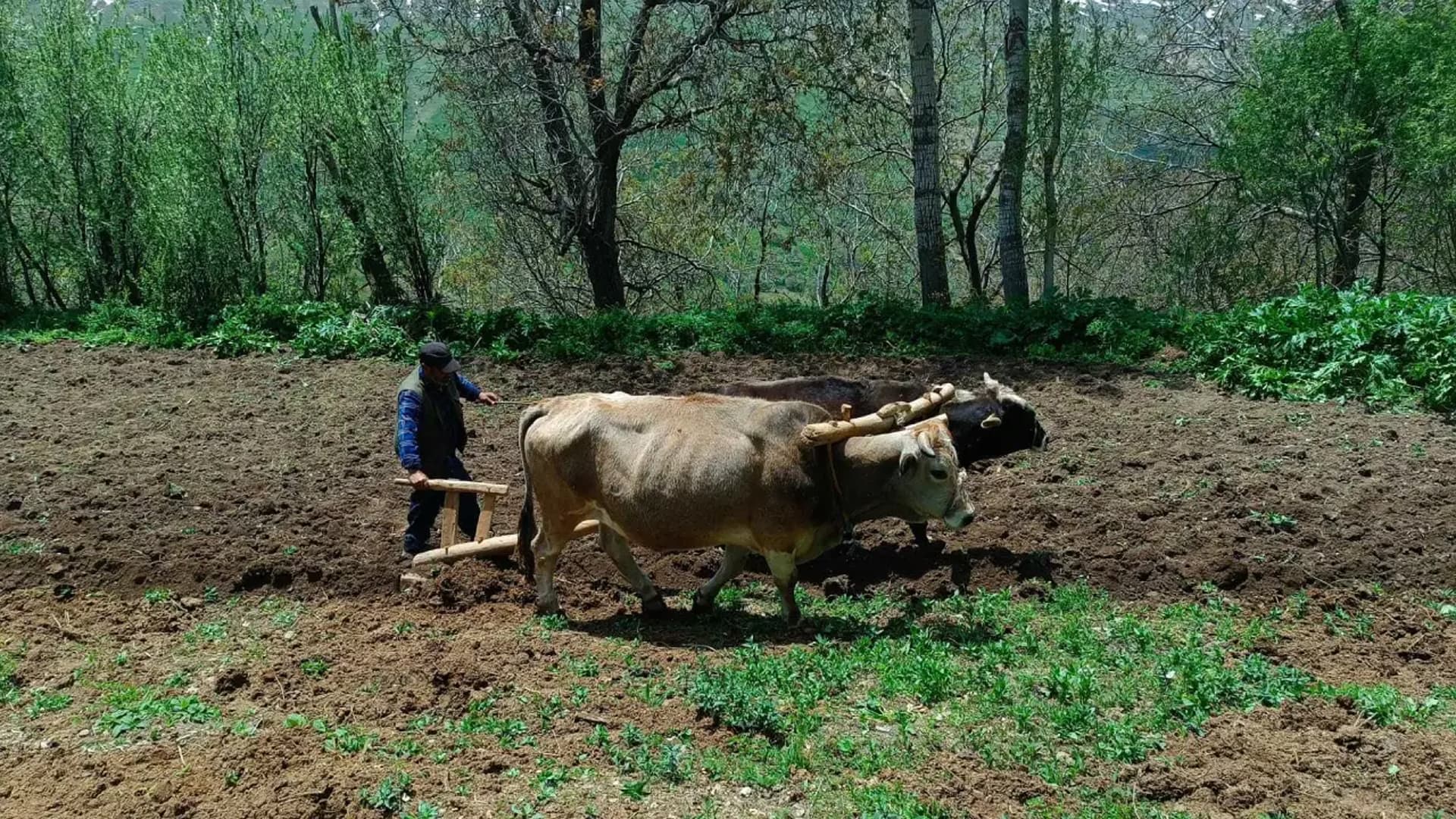 WAN - Cotkar ji ber bihabûna mazotê bi gayan cot dikin
