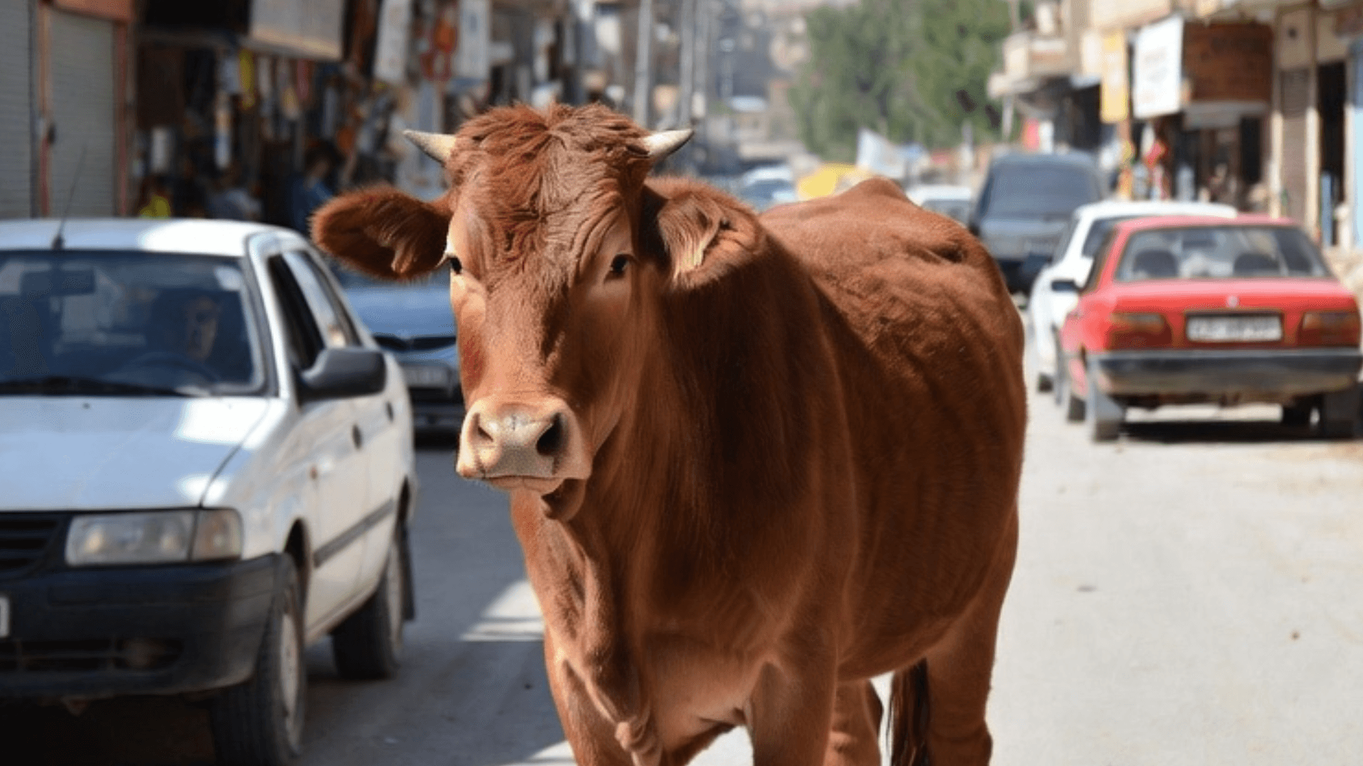شارەوانیی هەڵەبجە: هەر ئاژەڵێک لەسەر شەقامەکان ببینین دەستی بەسەردا دەگرین