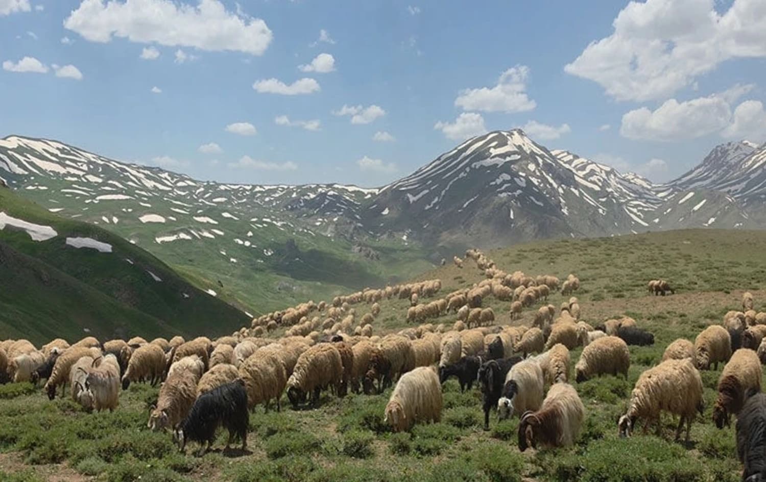 بە جی پی ئێس و ژیریی دەستکرد چاودێریی مەڕەکانی وان دەکرێت