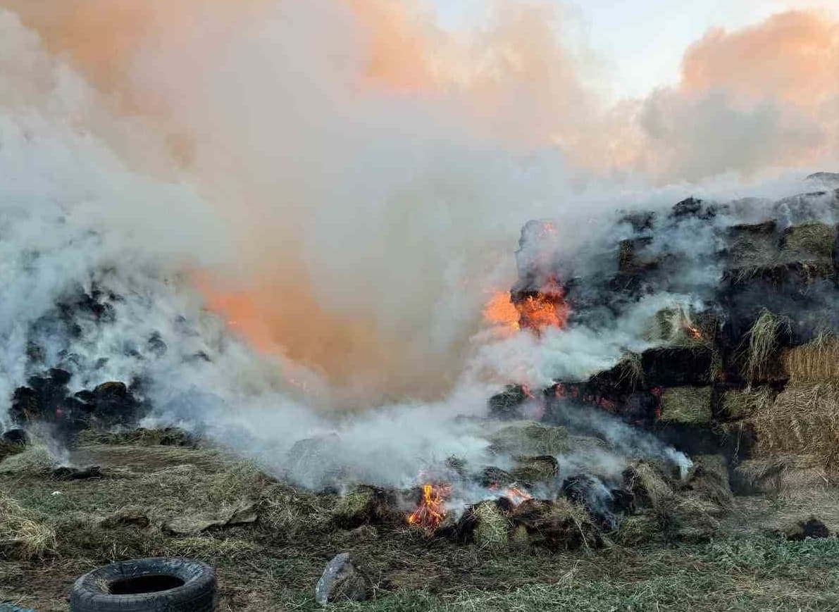 Li Îdirê 6 hezar gurzên giya bûn xwelî