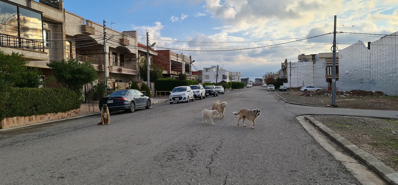 بەڕێوەبەری شێڵتەری هەولێر: ئەم ساڵ زیاتر لە 4,800 سەگ کۆکراونەتەوە