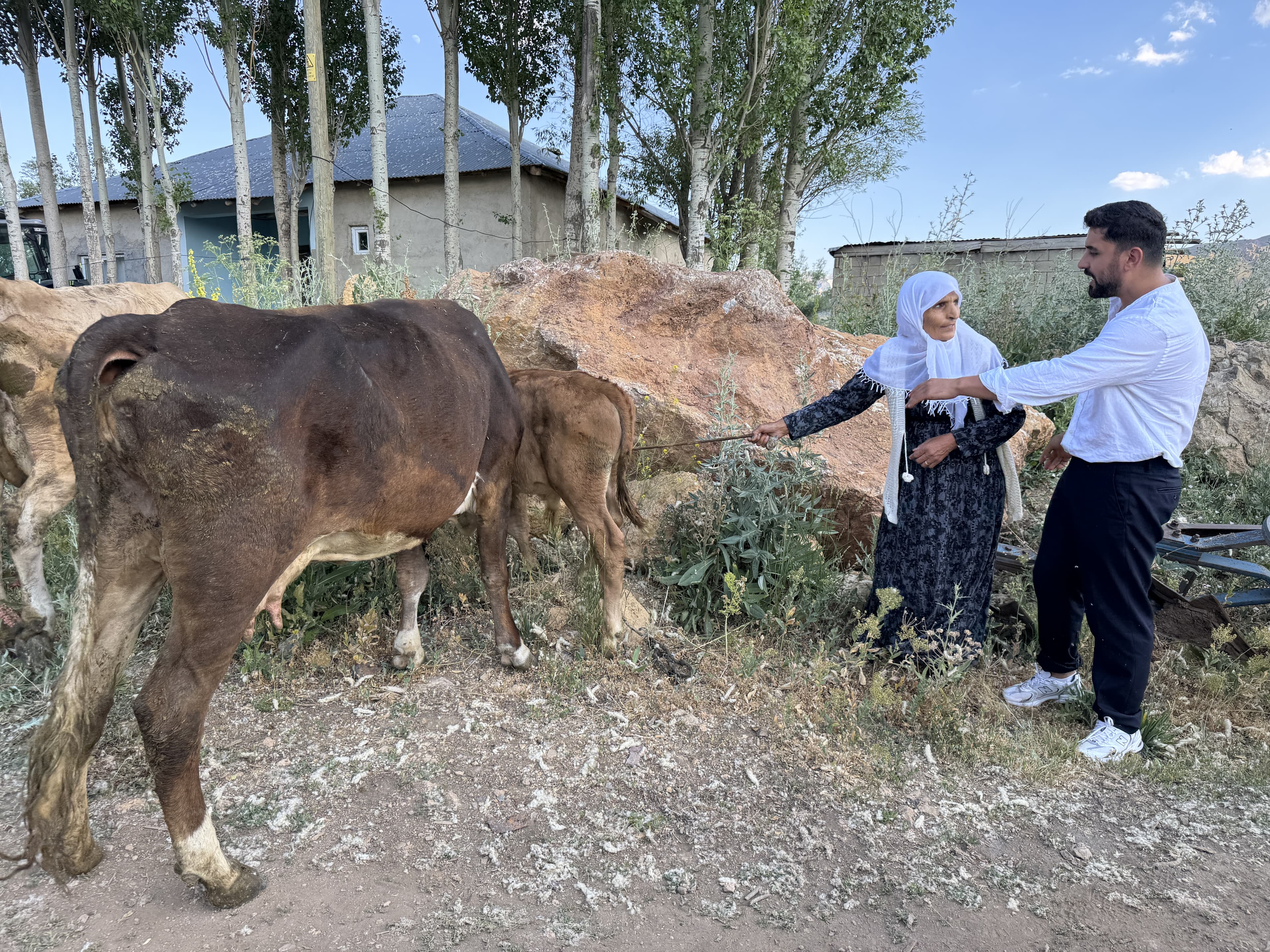 HAKKARİ- İneği telef olan kadına 2 inek ve 2 buzağı verildi