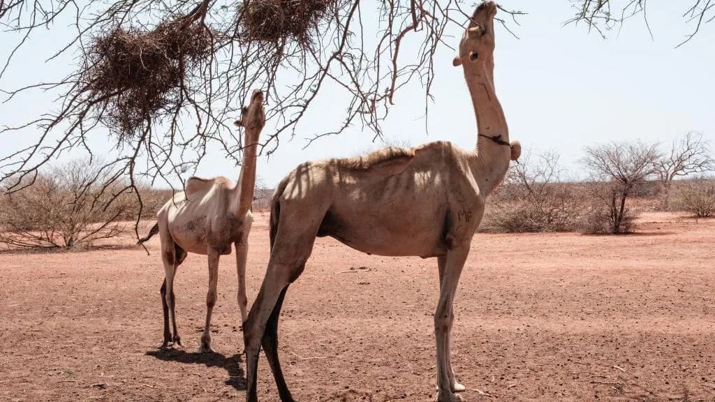 گەرمای تووند مەترسی لەسەر ژیانی حوشترەکانی ئەفریقا دروستکردووە