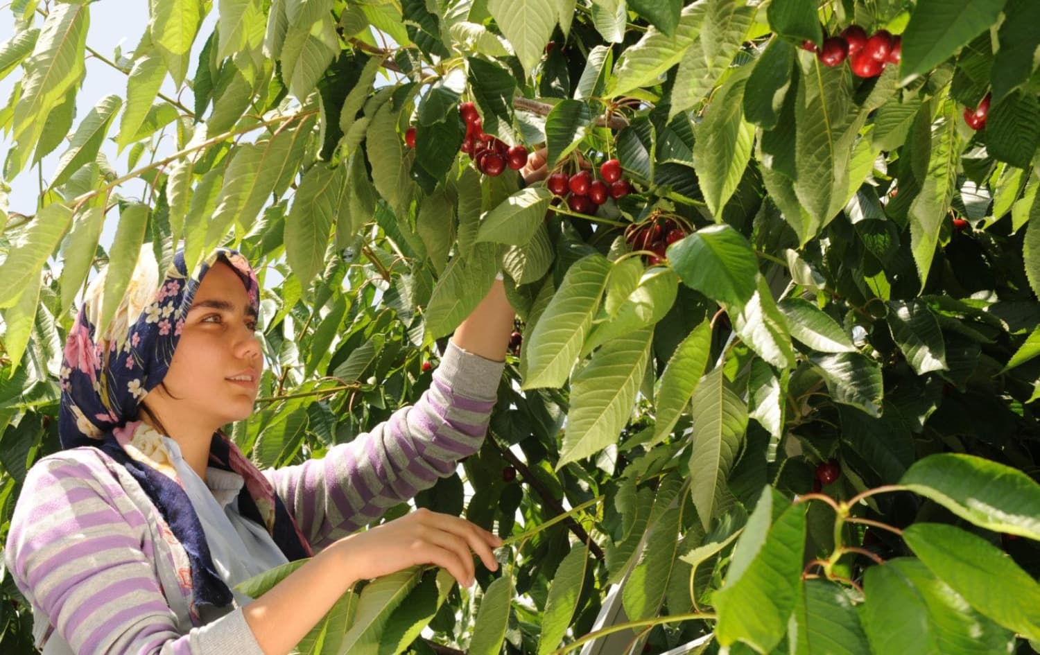 لە تورکیا هەناردەی گێلاس 333% زیادی کردووە