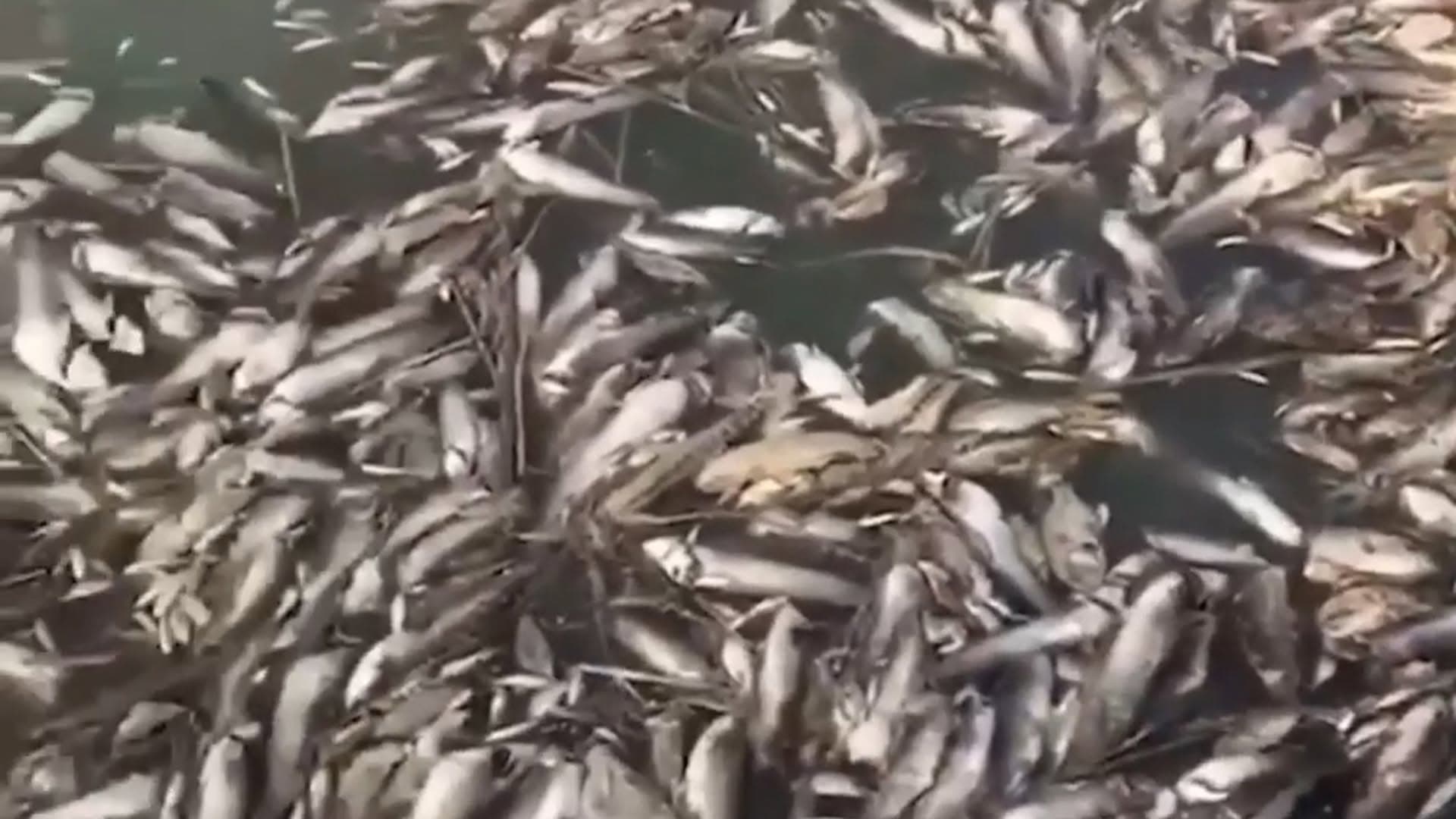 لە مەیسان هەزاران ماسی مردن؛ کەمبوونەوەی ئاو بە هۆکار دادەنرێ