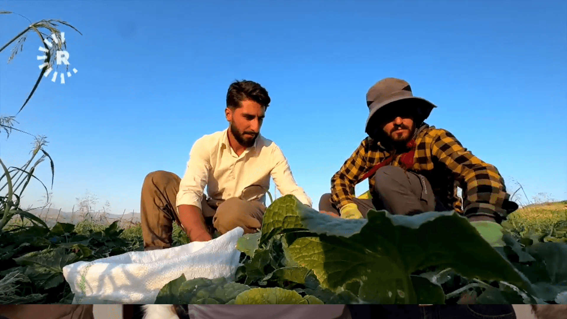 Erbil’de çiftçilerin salatalık çilesi: Maliyeti ile satış fiyatı aynı