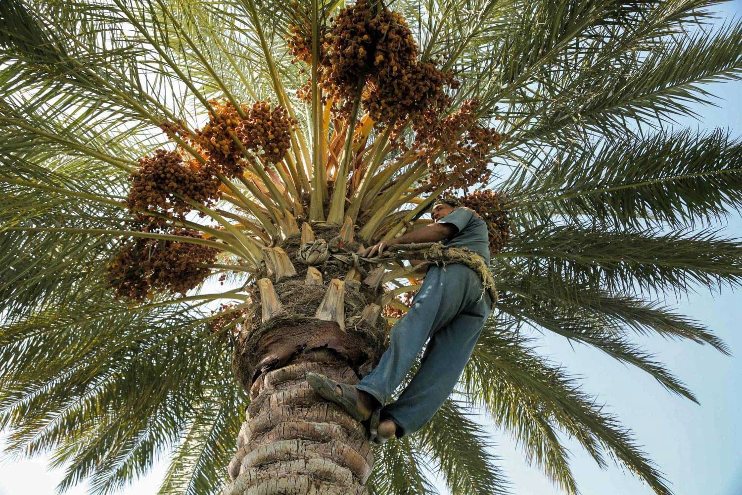 وەرزی لێکردنەوەی خورما لە عێراق دەست پێدەکات