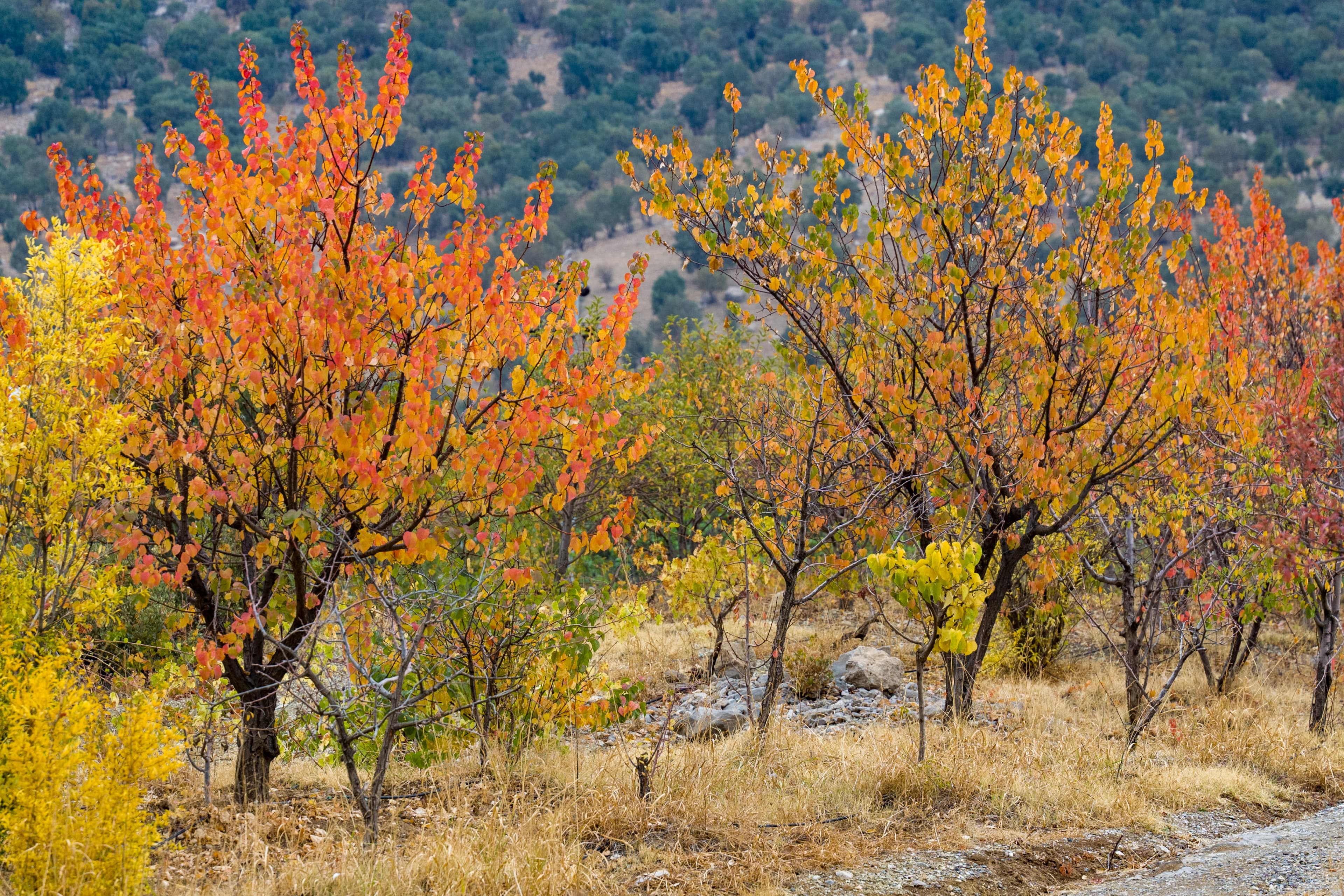 کەشناسیی عێراق: لە سەرەتای ئەیلوولەوە کەشوهەوای پاییز دەستپێدەکات