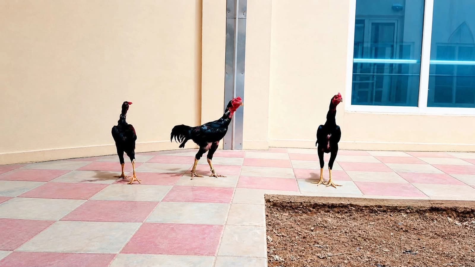 کەڵەشێرەکان پێش فرۆشتنیان؛ وێنە: رووداو