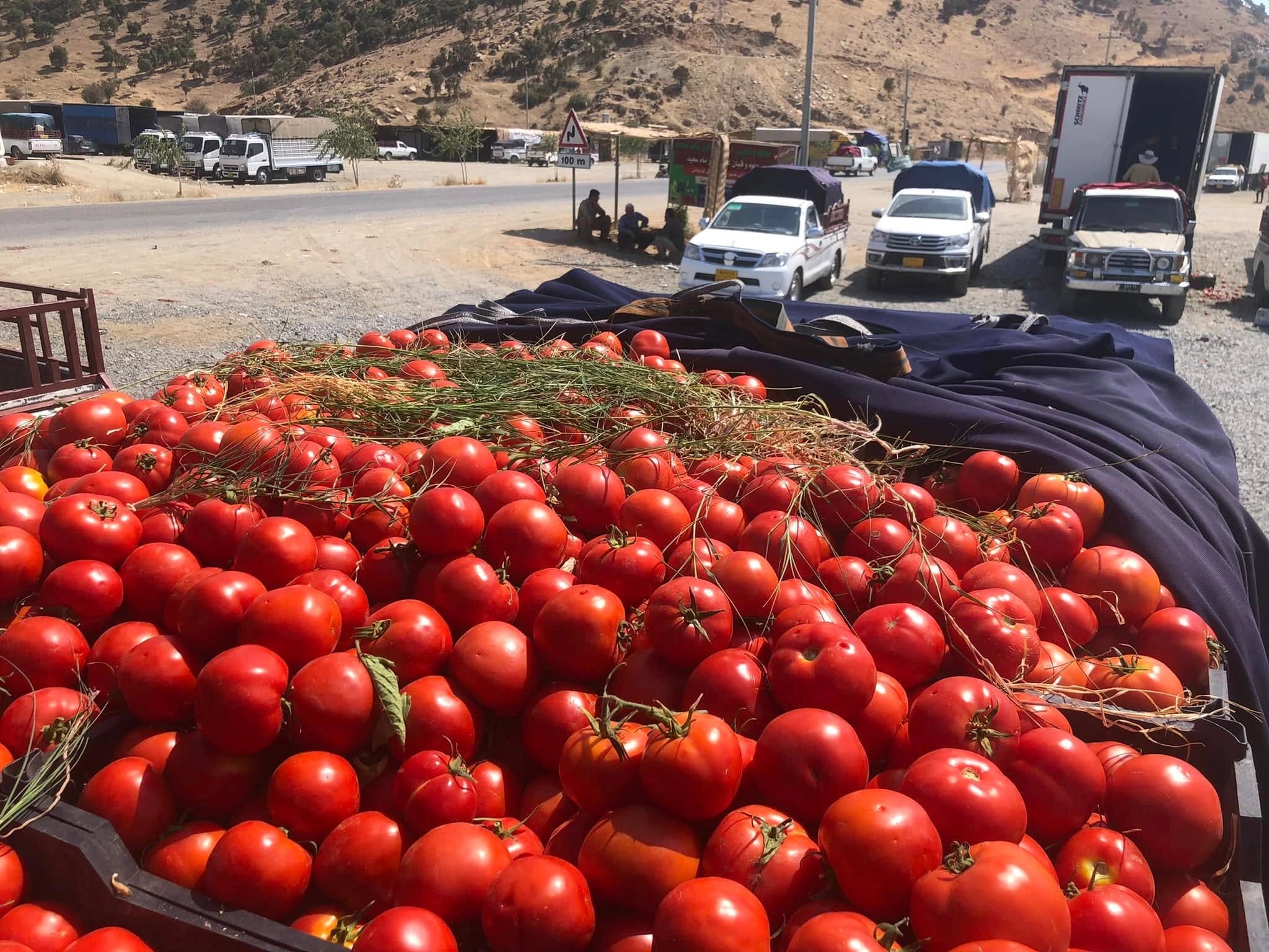 جووتیارانی پێنجوێن بەهۆی دابەزینی نرخی تەماتەوە گردبوونەوە